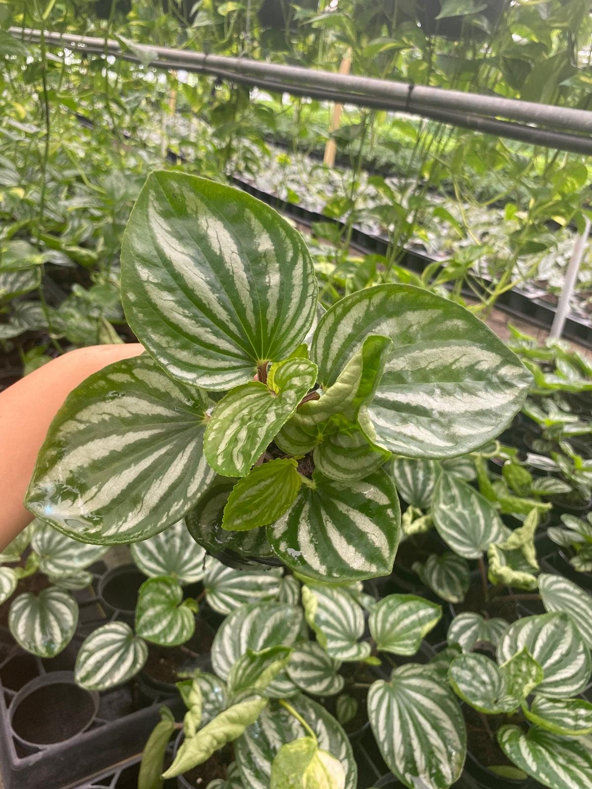 4" Peperomia Ecuador