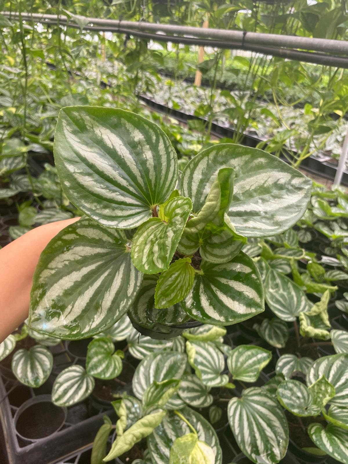 4" Peperomia Ecuador