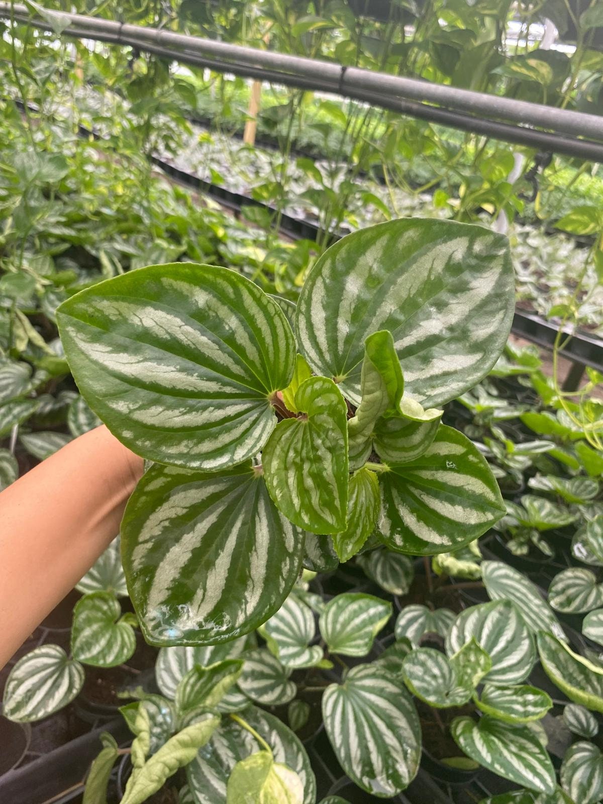 4" Peperomia Ecuador