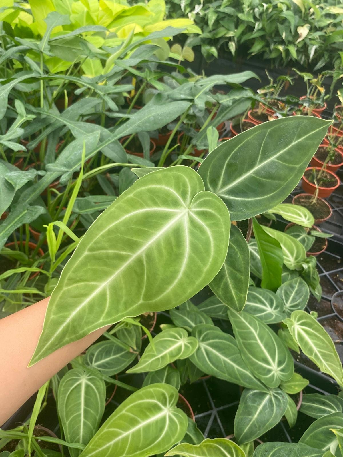Anthurium Villenaorum