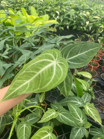 Anthurium Villenaorum