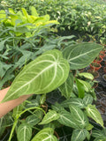 Anthurium Villenaorum