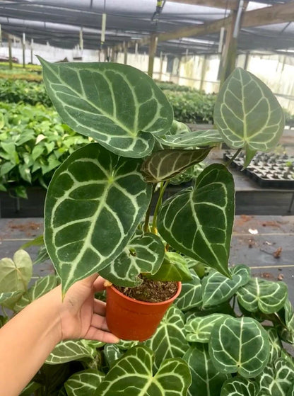 Anthurium Crystallinum Rare Velvet Crystal Anthurium Live Plant