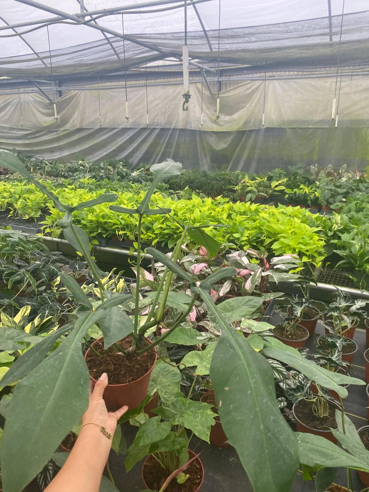 Philodendron Joepii "Rare Plant)