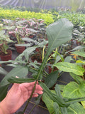 Philodendron Joepii "Rare Plant)