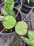 Hoya Imbricata