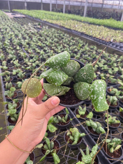 Hoya Imbricata