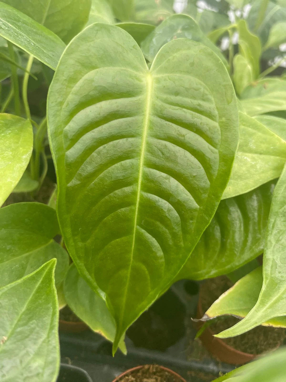 2" Pot Anthurium Veitchi