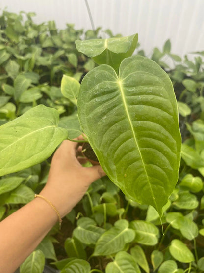 2" Pot Anthurium Veitchi