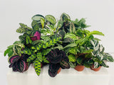 4" Calathea Assorted "Special" : Indoor Plants - Easy Care Houseplant - Starter Plant ,Live Indoor, Easy to Grow - Beginner Plant