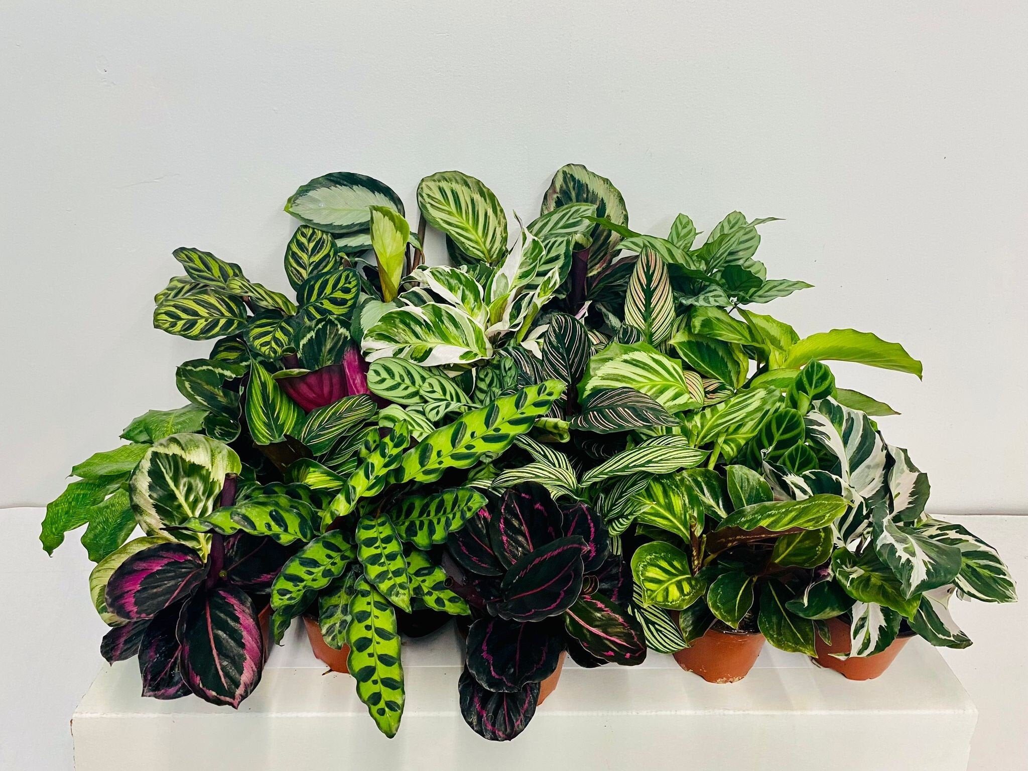 4" Calathea Assorted "Special" : Indoor Plants - Easy Care Houseplant - Starter Plant ,Live Indoor, Easy to Grow - Beginner Plant