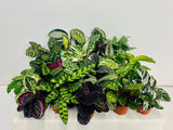 4" Calathea Assorted "Special" : Indoor Plants - Easy Care Houseplant - Starter Plant ,Live Indoor, Easy to Grow - Beginner Plant