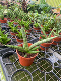 Sanseveria Boncellensis