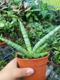 Sanseveria Boncellensis