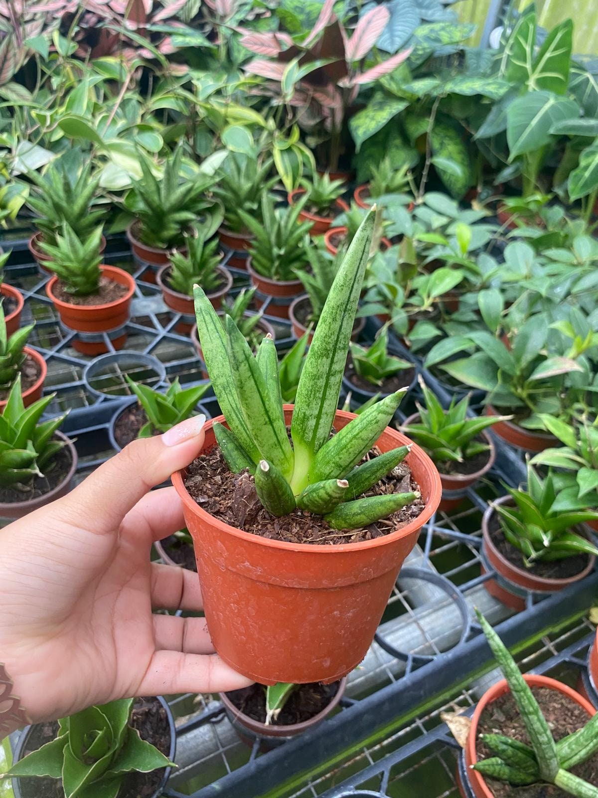 Sansevieria Hedgehog