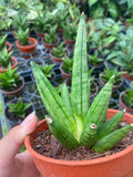 Sansevieria Hedgehog