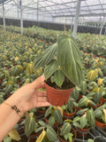 Phildoendron Melanochrysum