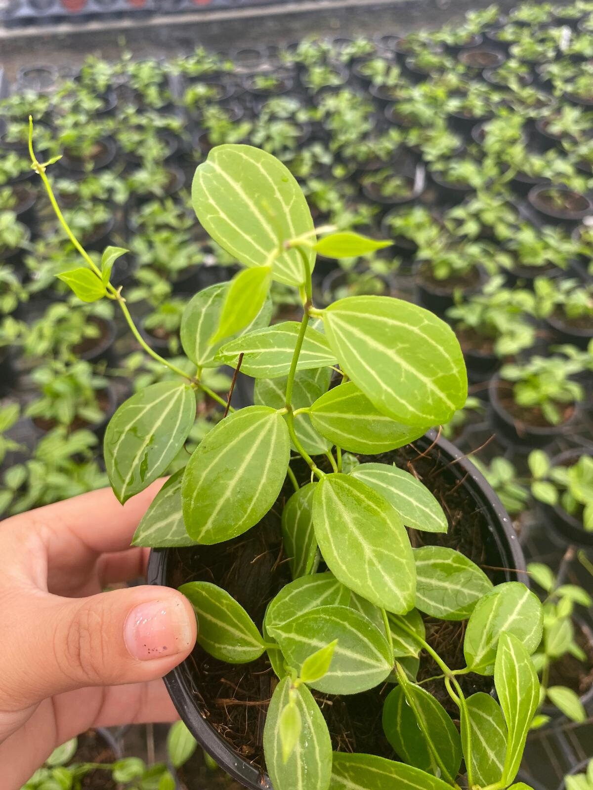 Dischidia Ovata Watermelon