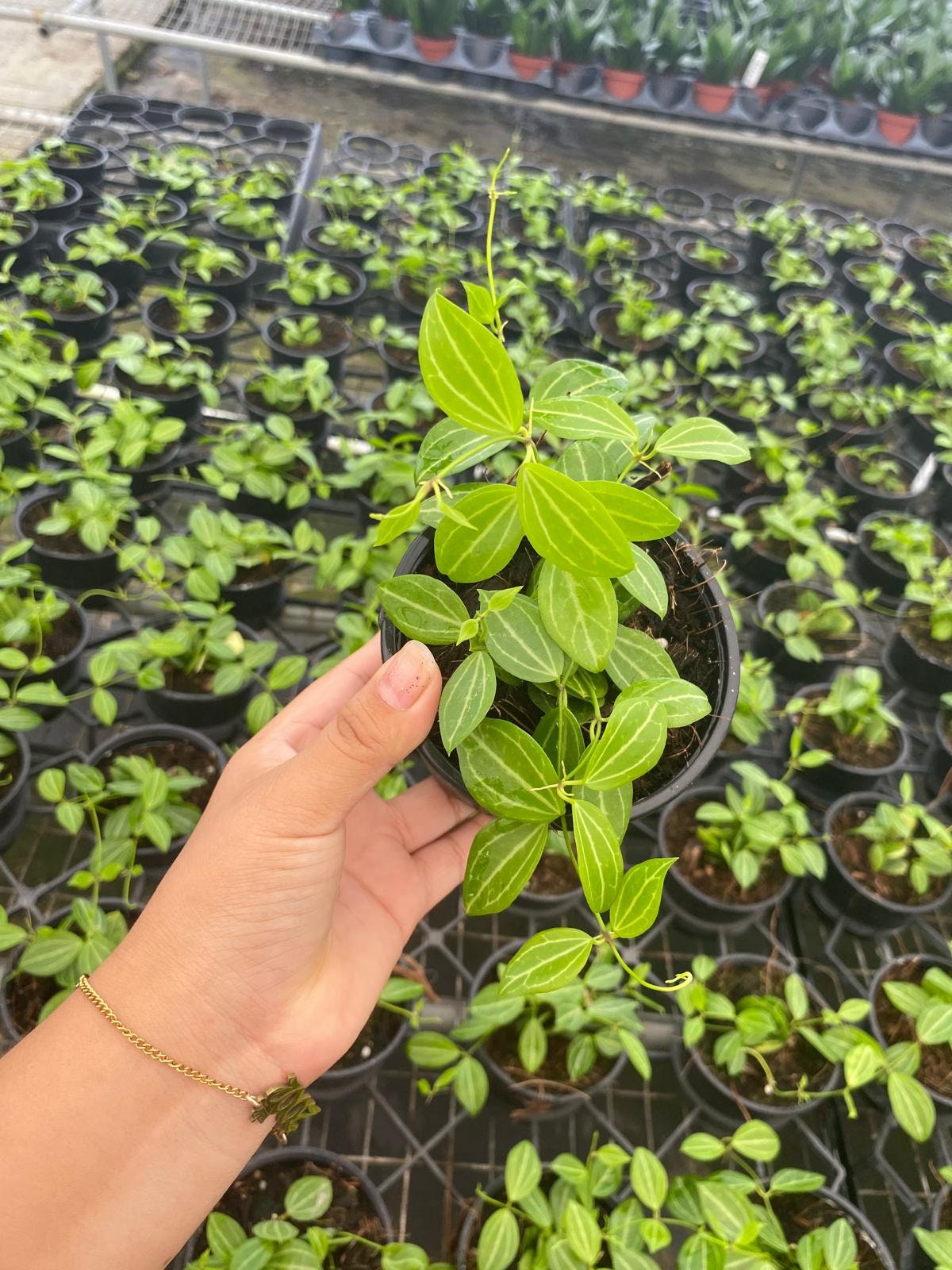 Dischidia Ovata Watermelon