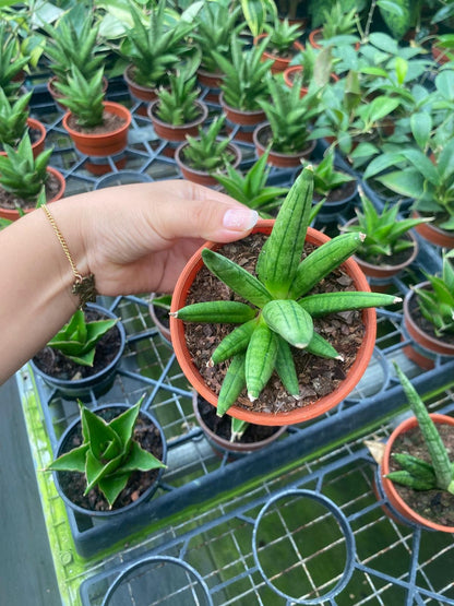 Sansevieria Hedgehog