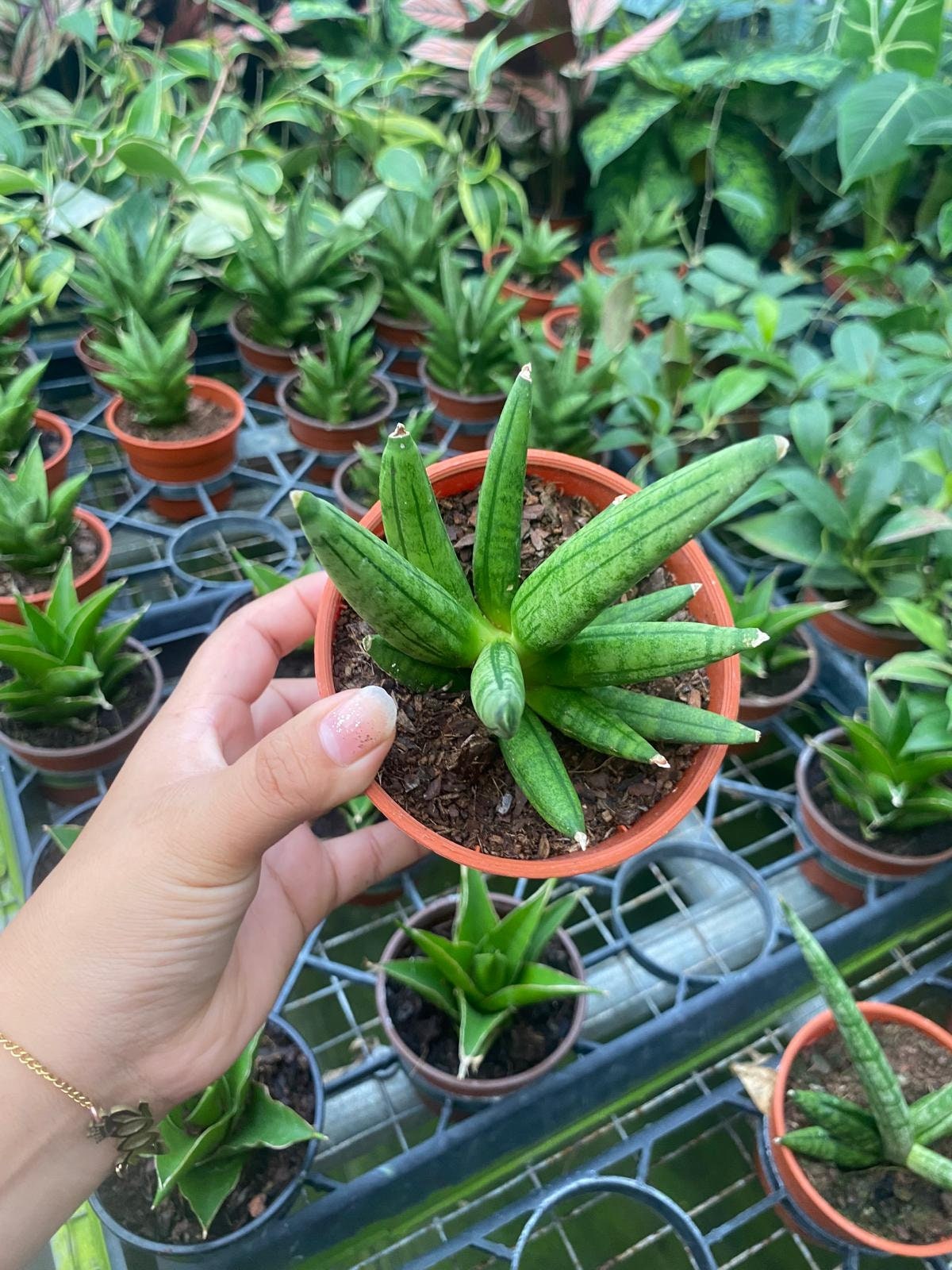 Sansevieria Hedgehog