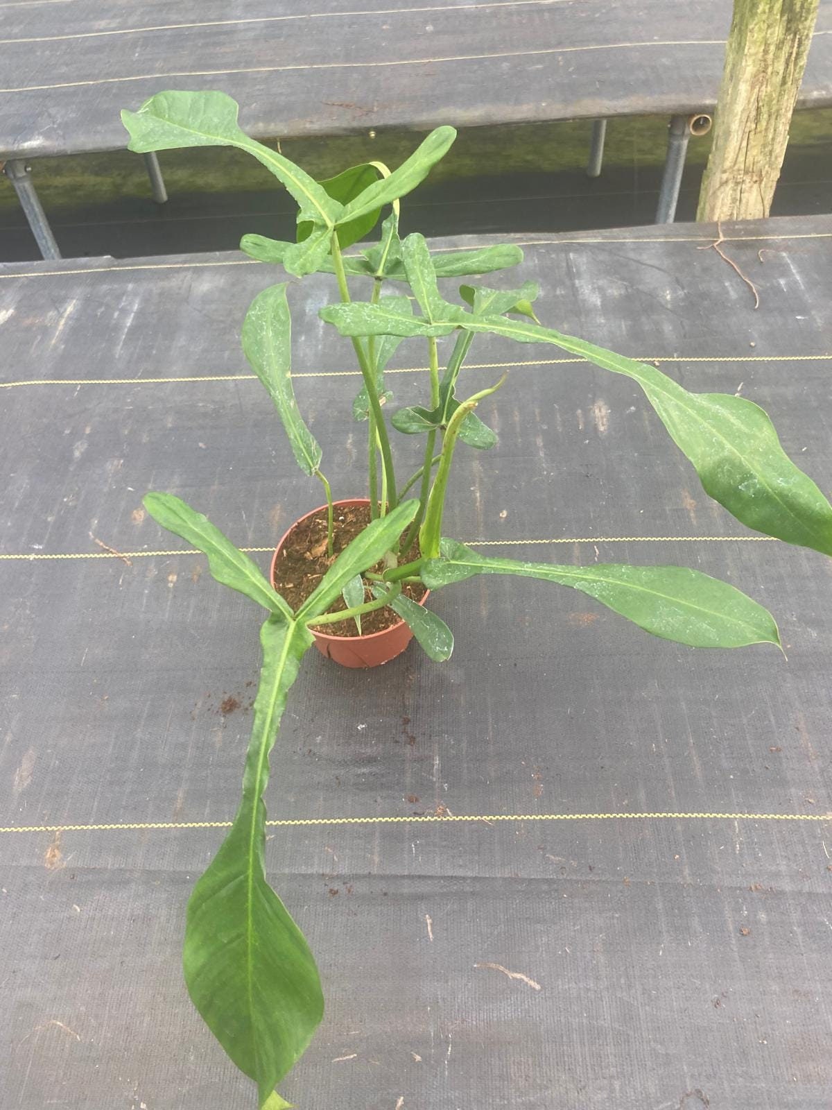 Philodendron Joepii "Rare Plant)