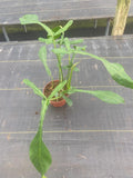 Philodendron Joepii "Rare Plant)