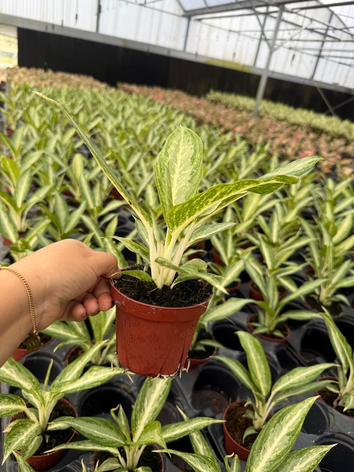 4" Aglaonema White Rain