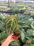 Anthurium Crystallinum (rare plant)