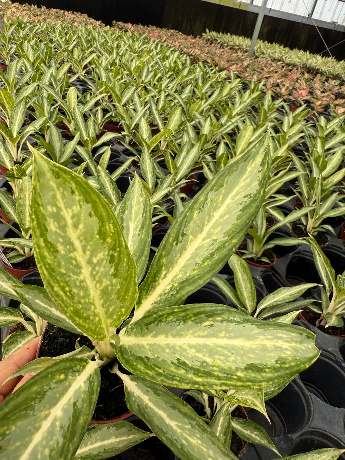 4" Aglaonema White Rain