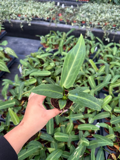 Anthurium warocqueanum – Rare Queen Anthurium | Live Tropical Houseplant (2" Pot)