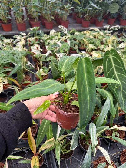Anthurium warocqueanum – Rare Queen Anthurium | Live Tropical Houseplant (2" Pot)