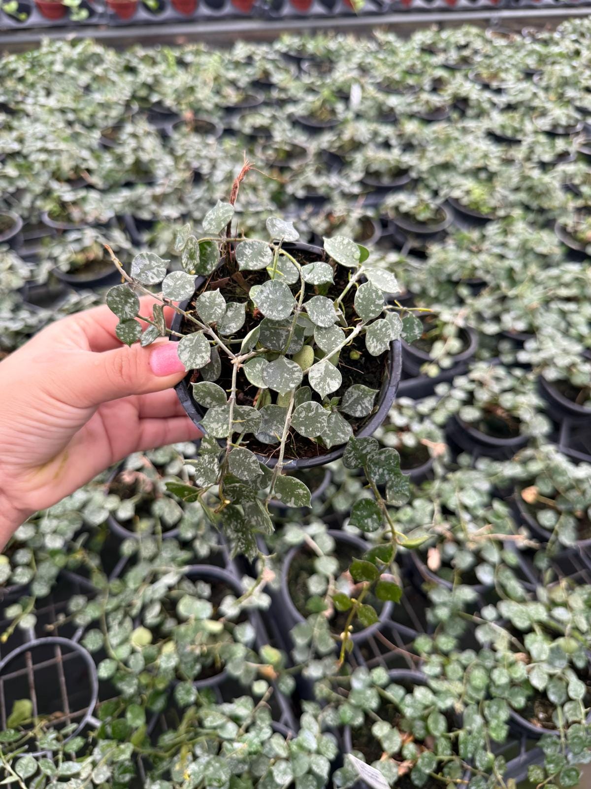 Hoya Curtisii