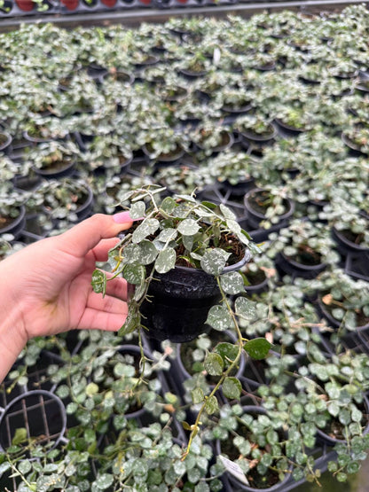 Hoya Curtisii