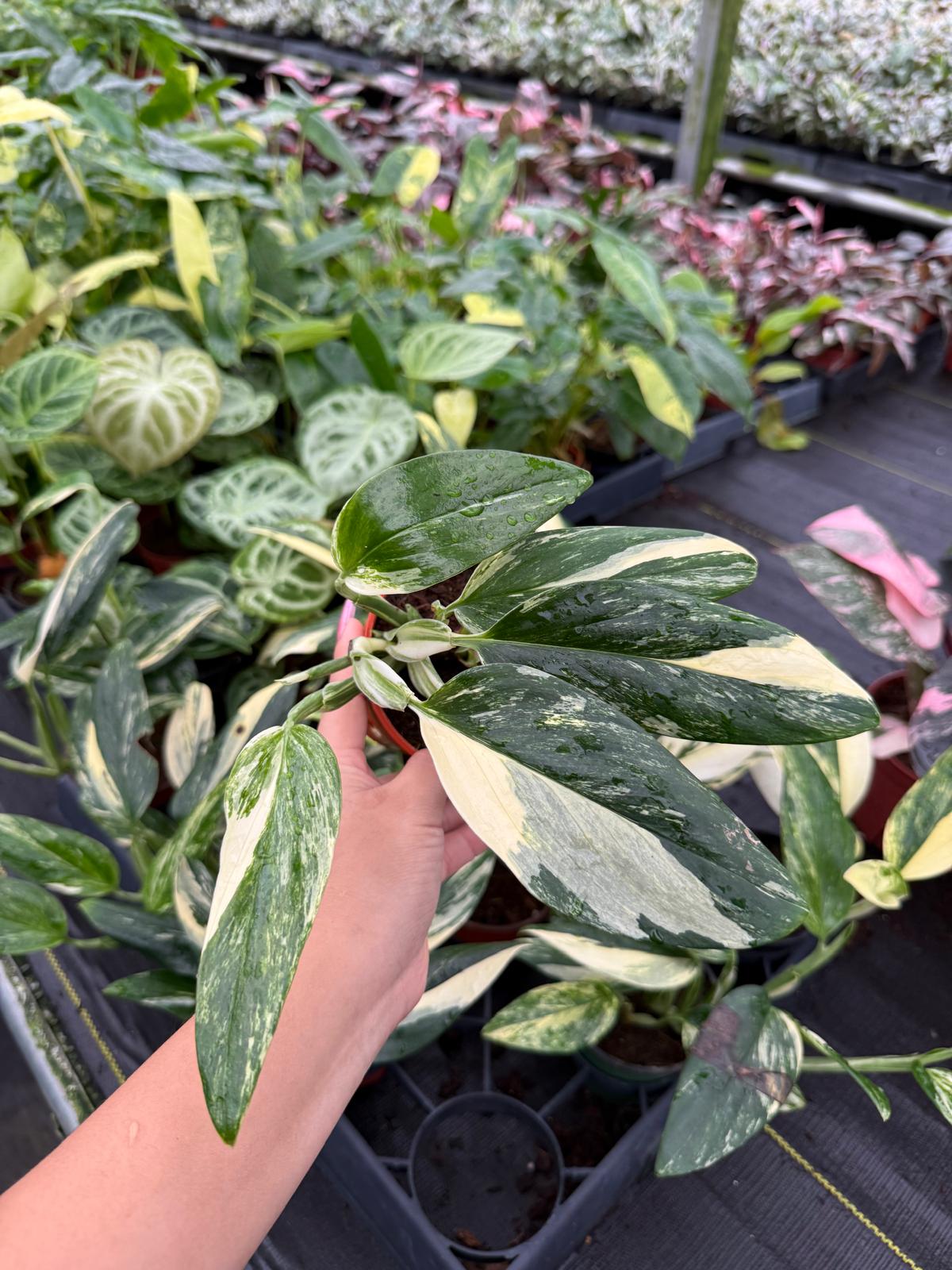 Monstera Standleyana Albo Variegata