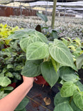 Syngonium Chiapense Ice Frost : Indoor Plants - Easy Care Houseplant - Starter Plant ,Live Indoor, Easy to Grow - Beginner Plant