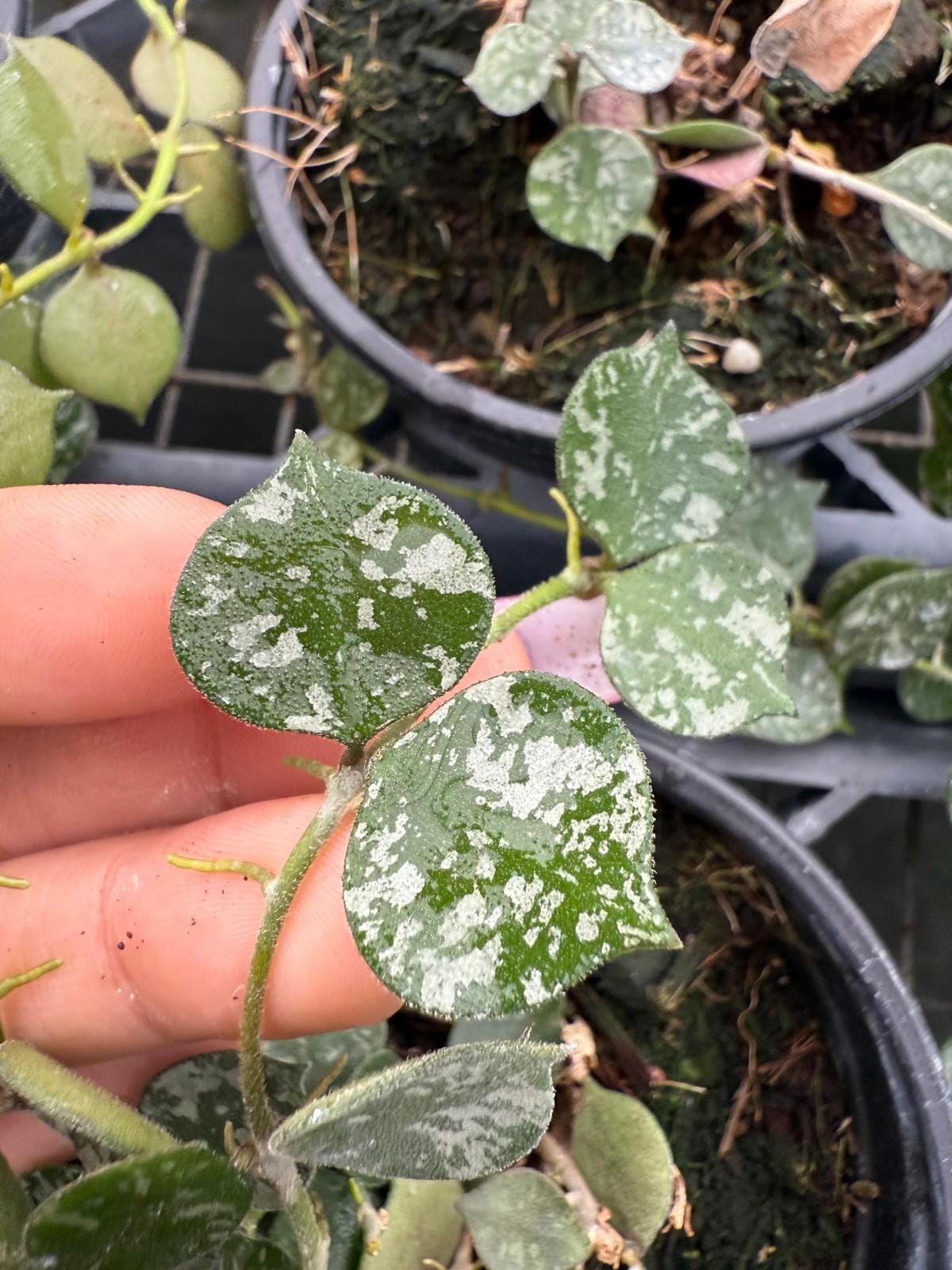 Hoya Curtisii