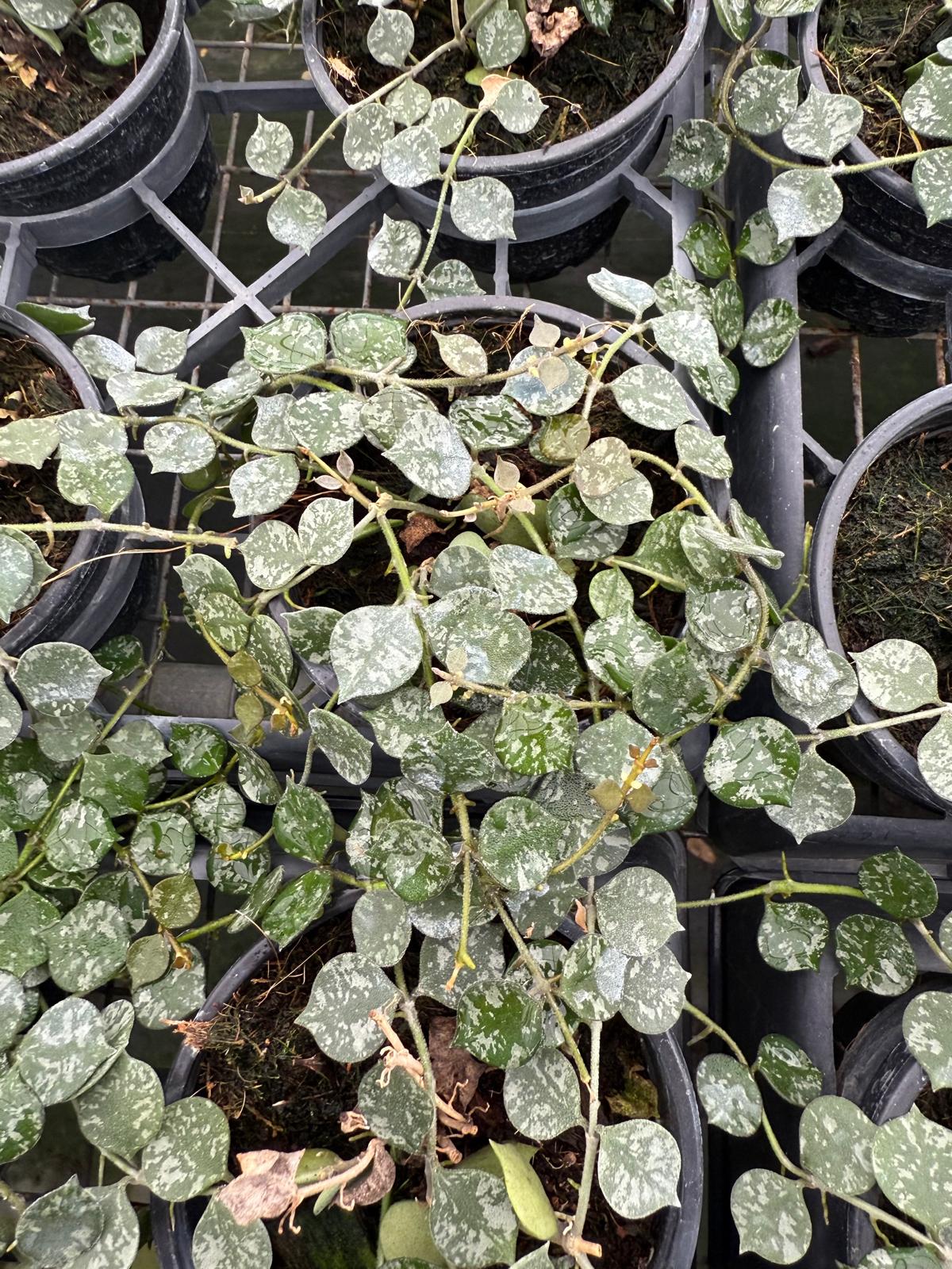 Hoya Curtisii