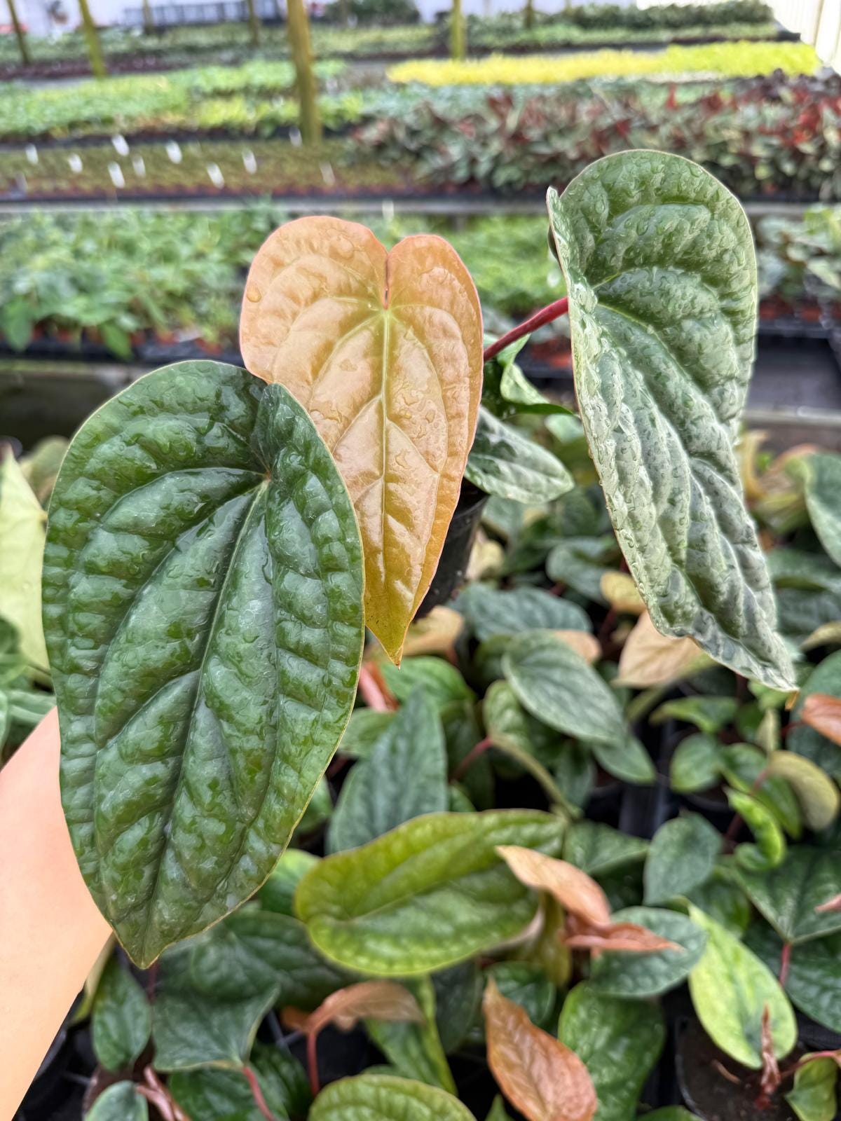 Anthurium Radican X Luxurian
