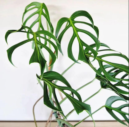 Monstera Burle Marx Flame