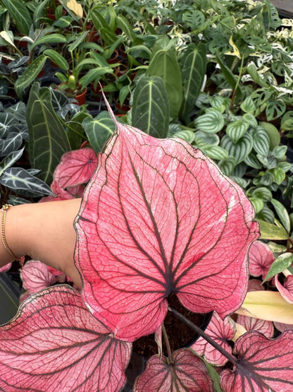 Caladium Lucia