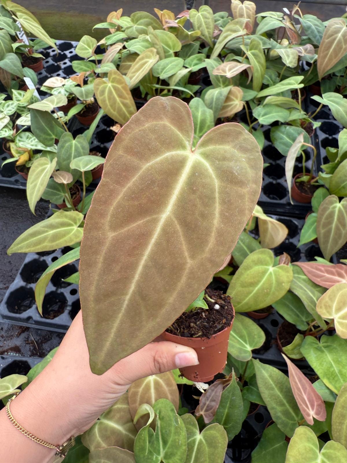 Anthurium Red Crystal X Crystallinum