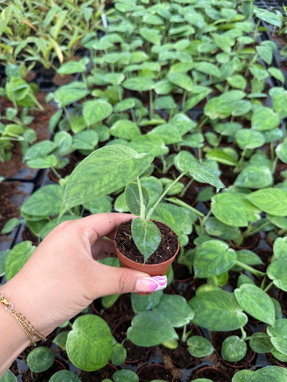 Syngonium Chiapense Ice Frost : Indoor Plants - Easy Care Houseplant - Starter Plant ,Live Indoor, Easy to Grow - Beginner Plant