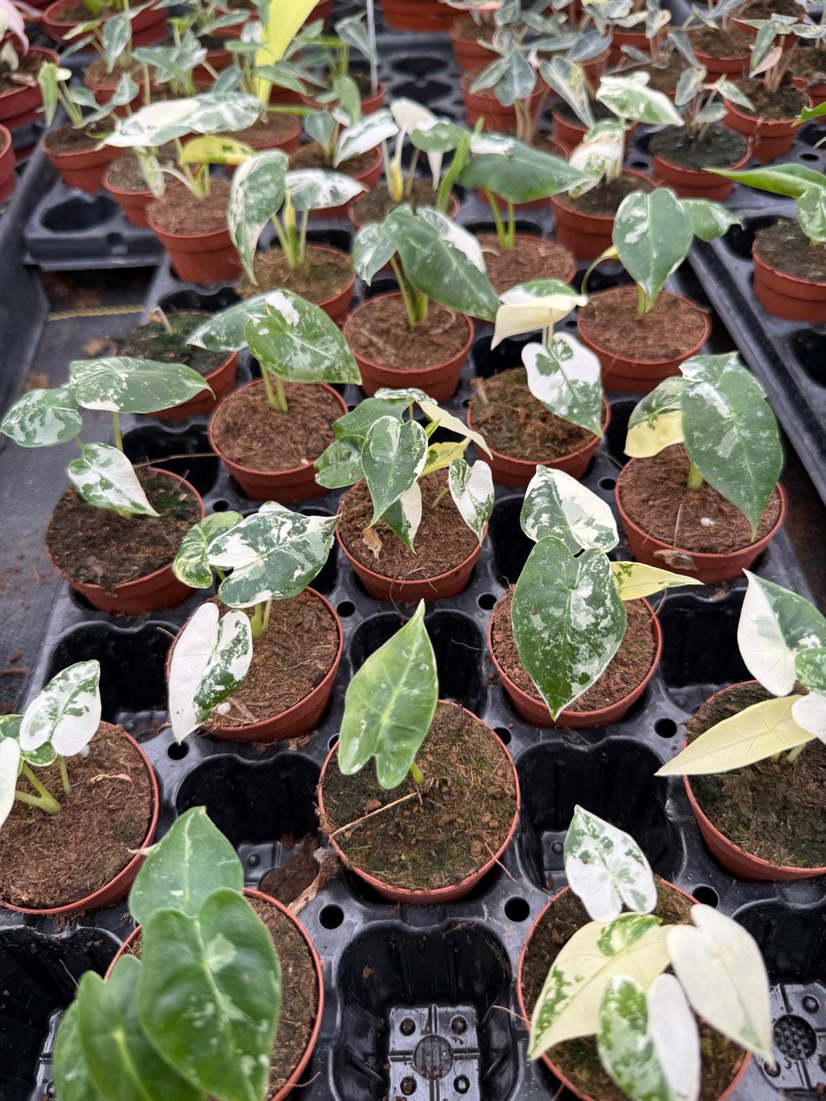 Alocasia Variegated 'Frydek'