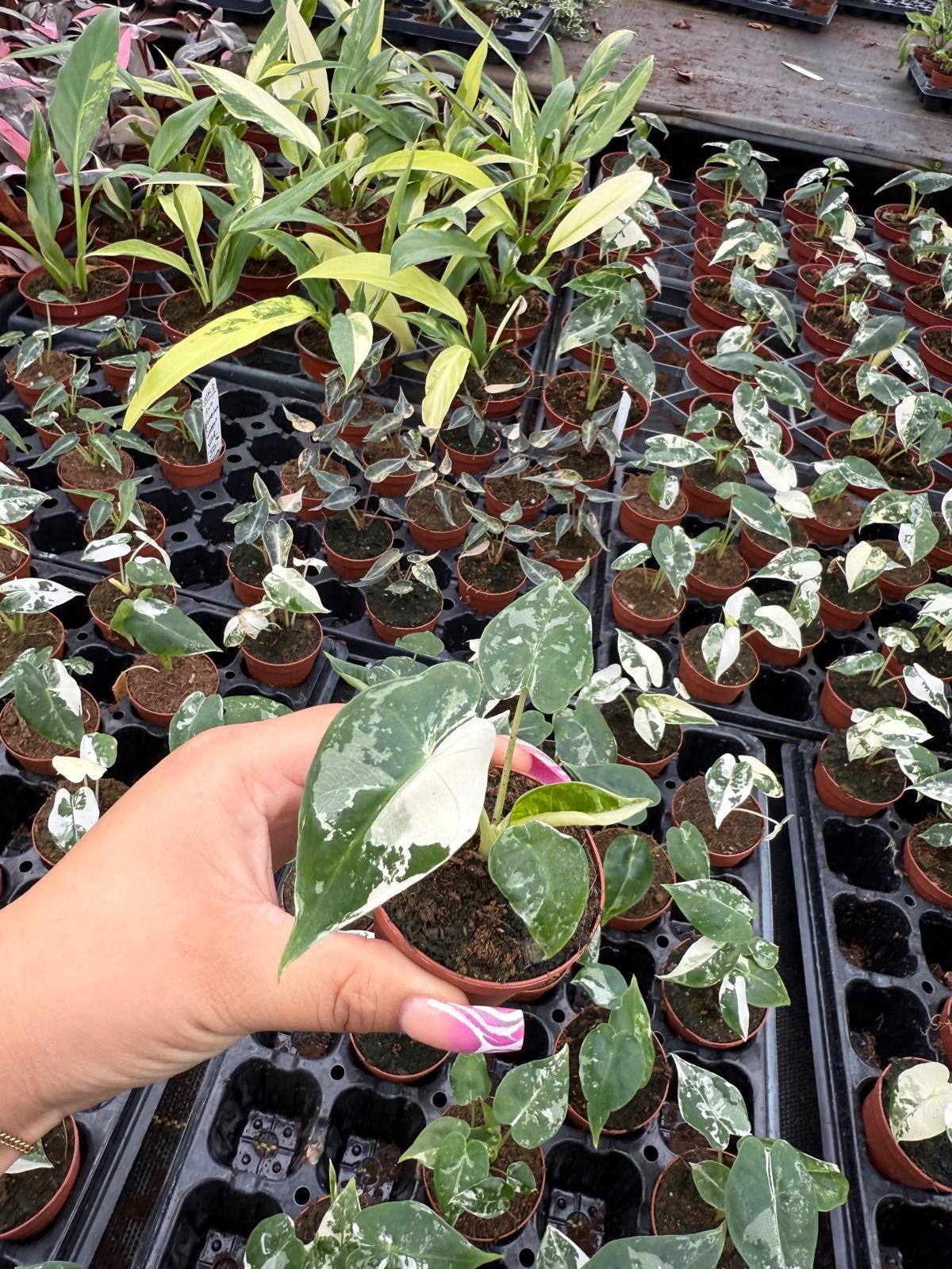Alocasia Variegated 'Frydek'