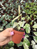 Monstera White Monster - Rare plant