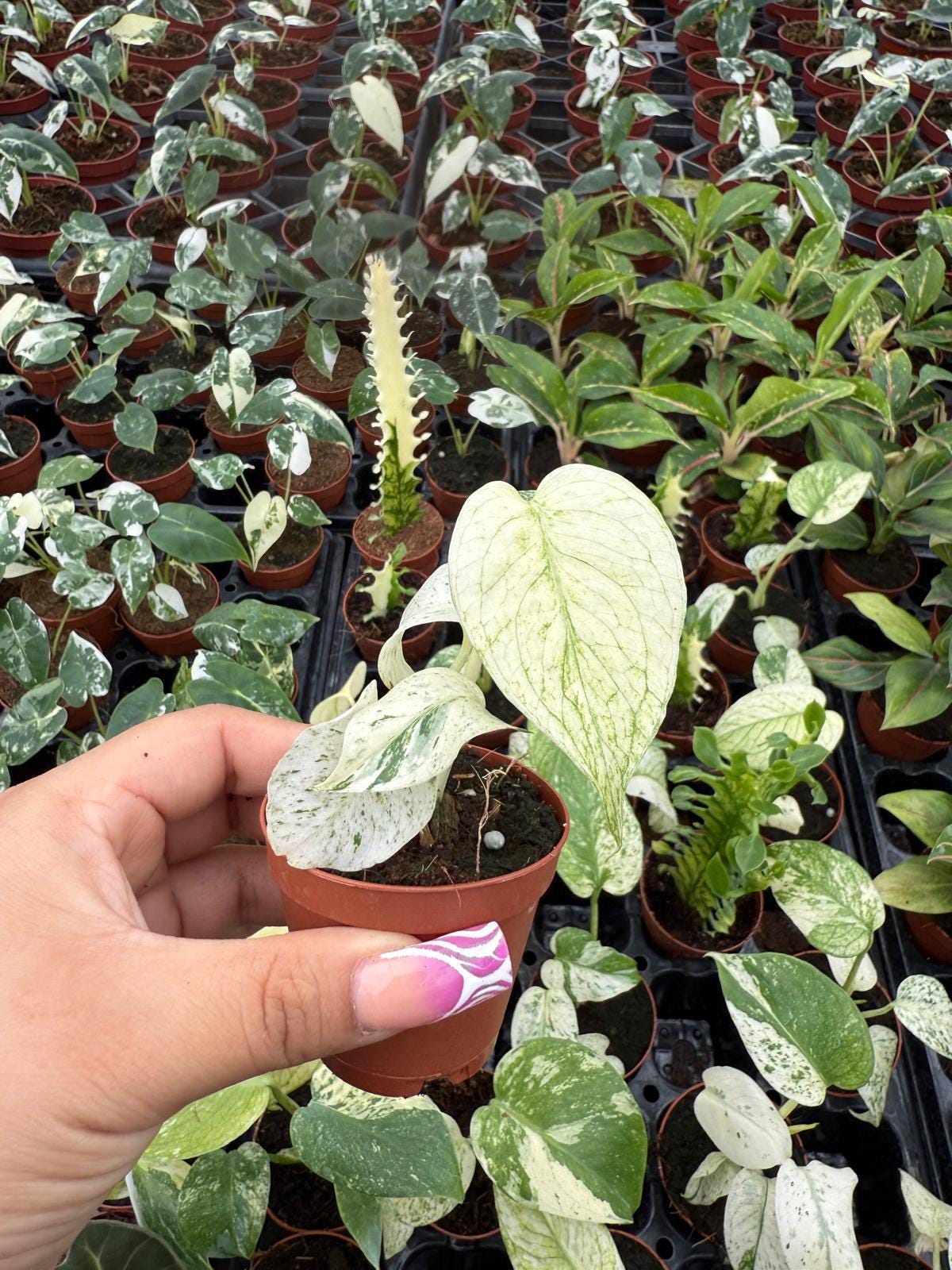 Monstera White Monster - Rare plant