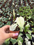 Monstera White Monster - Rare plant