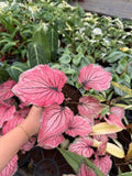 Caladium Lucia