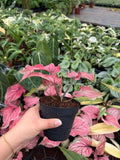 Caladium Lucia